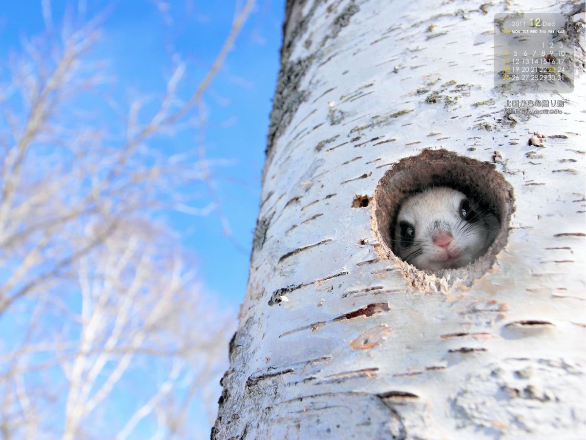 Северная летяга