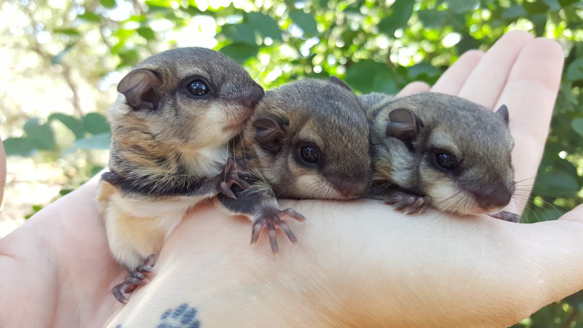 Мышка летяга