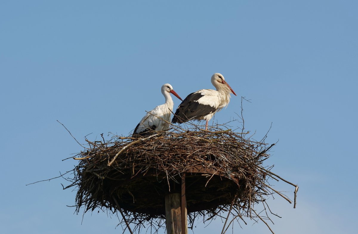 Журавлиное гнездо