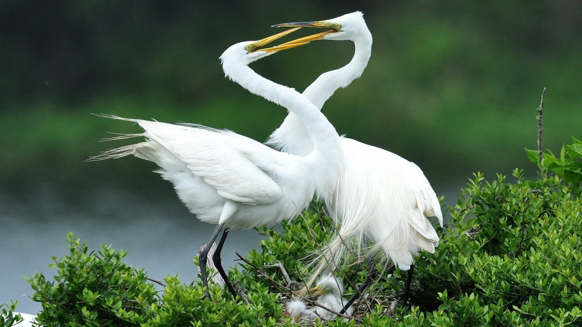 Селигер остров цапель