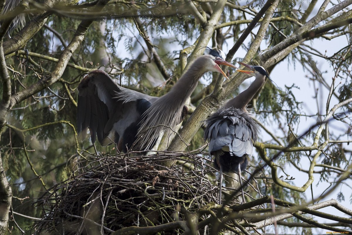 Цапли гнездятся