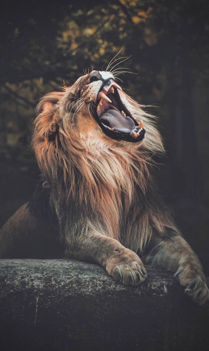 Лев рычит в полный рост