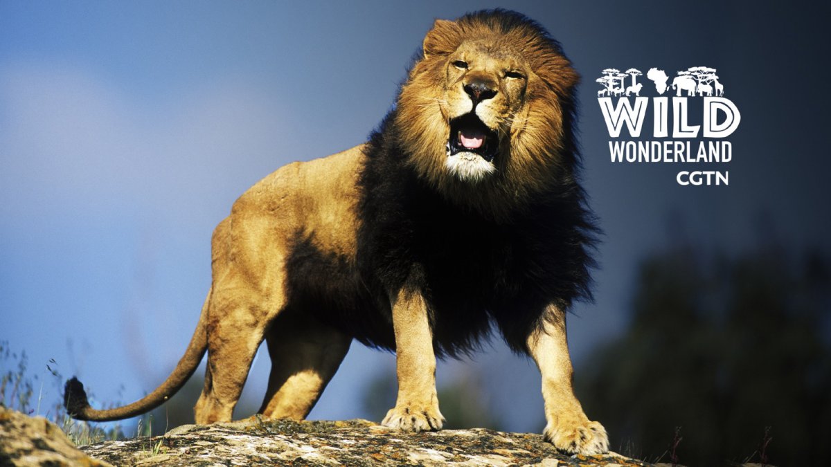 Рычащий Лев на черном фоне