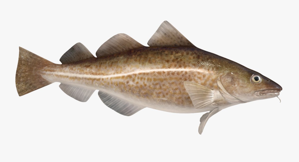 Беломорская треска