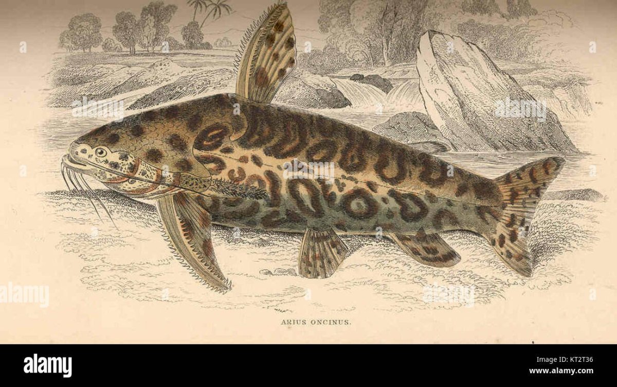 Liosomadoras oncinus