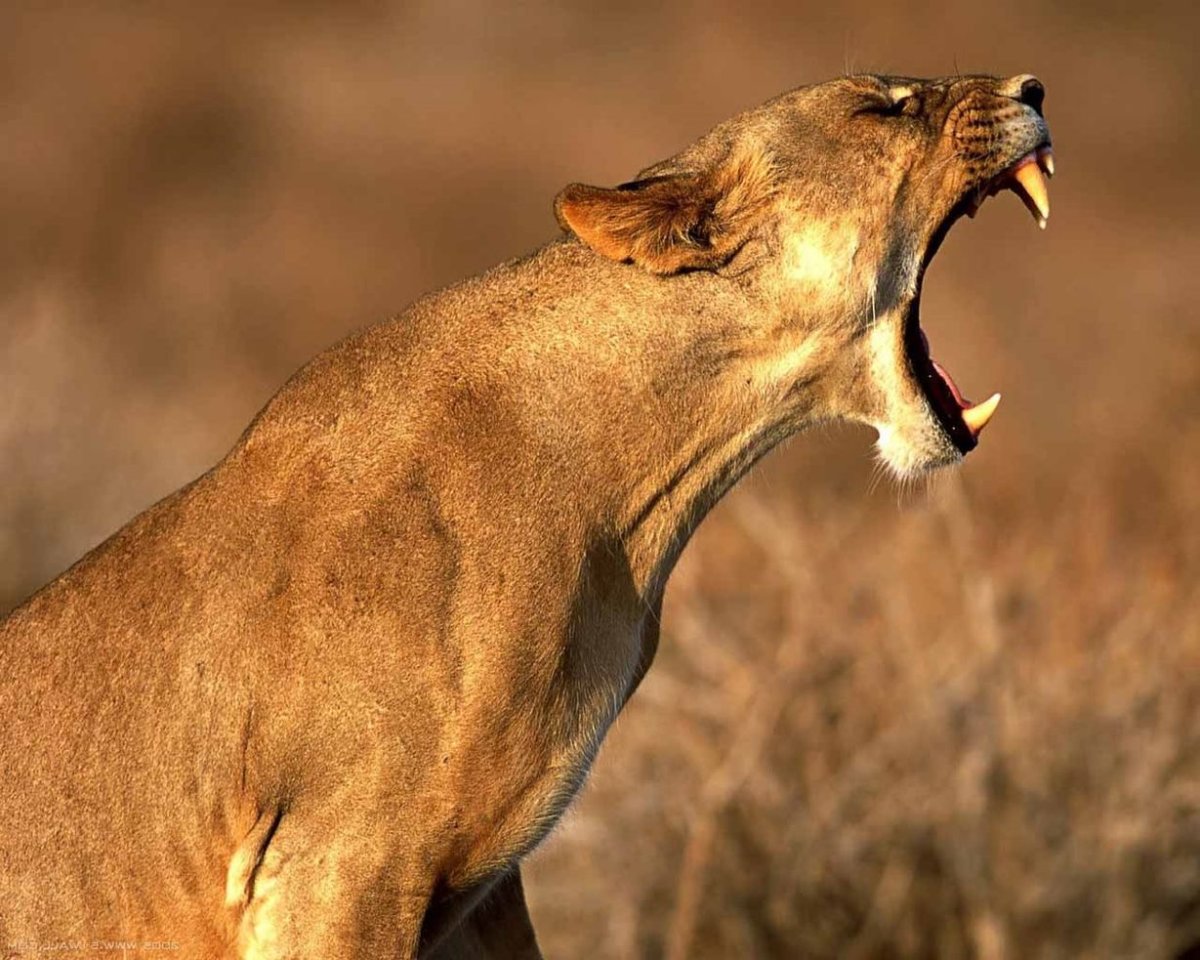 Разъяренный Лев