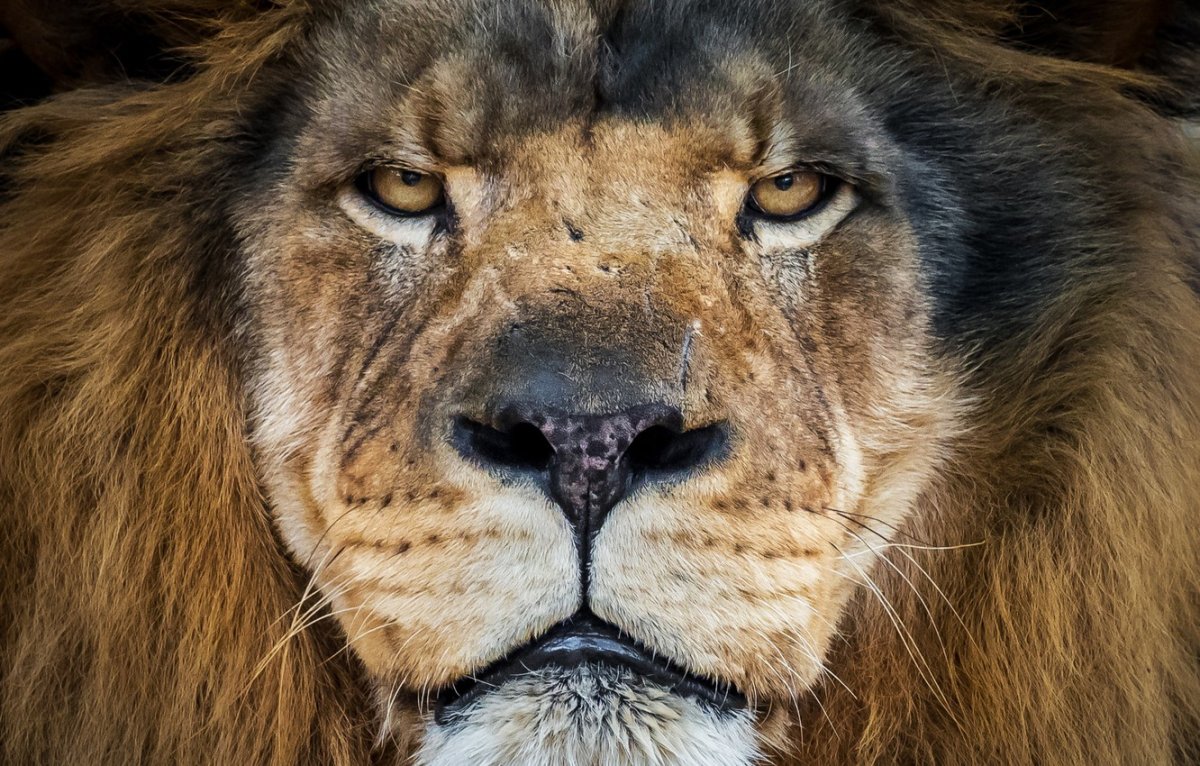 Свирепый Лев