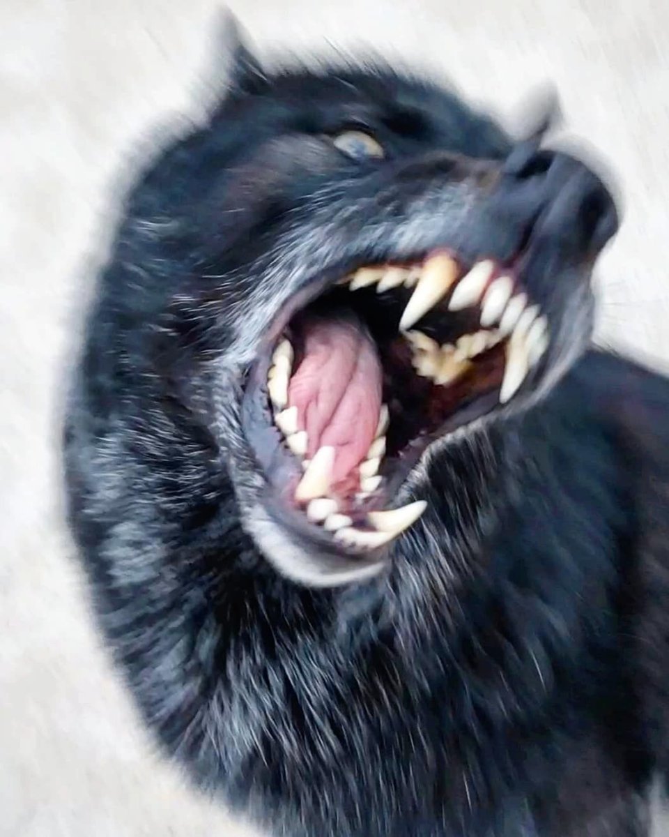 Серый волк оскал