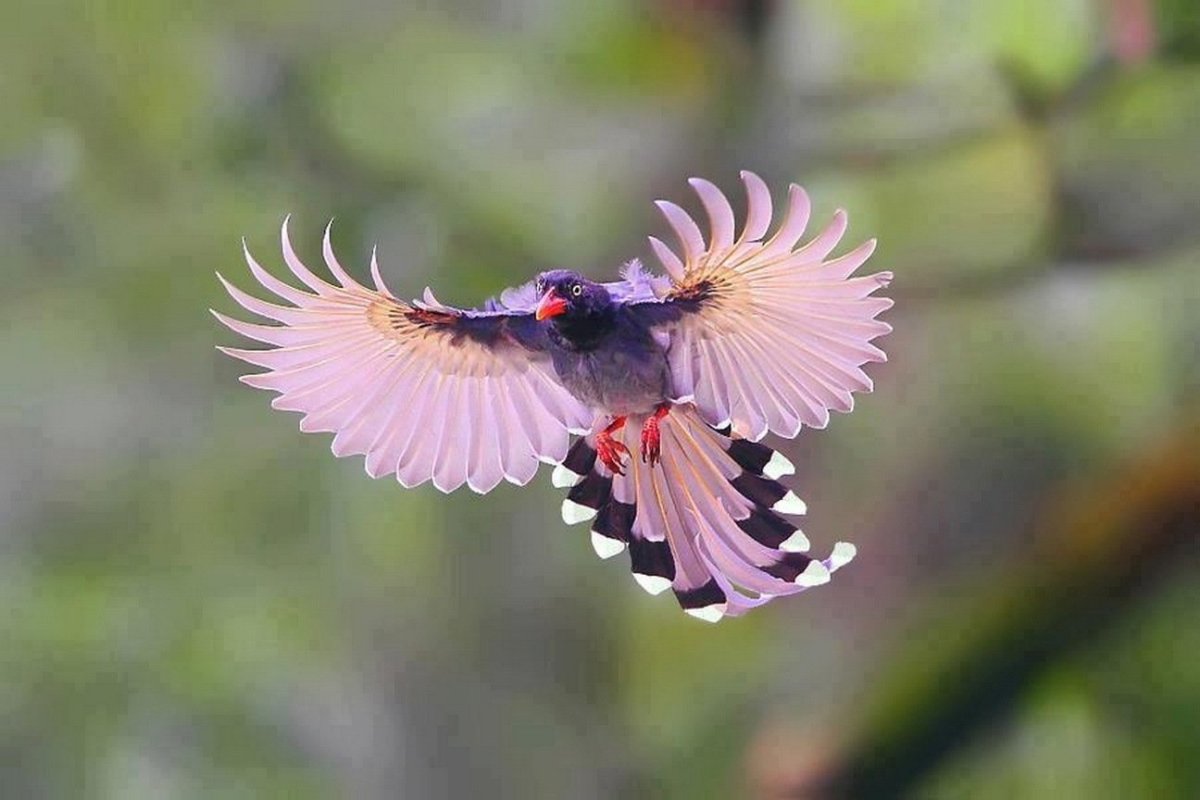 Красивые птички в полете