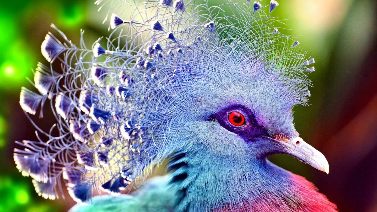 Красивые птицы