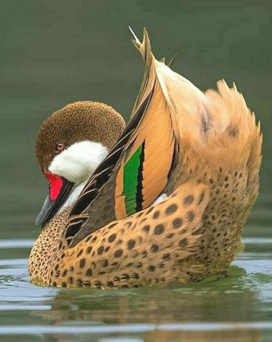 Малазийский павлиний фазан