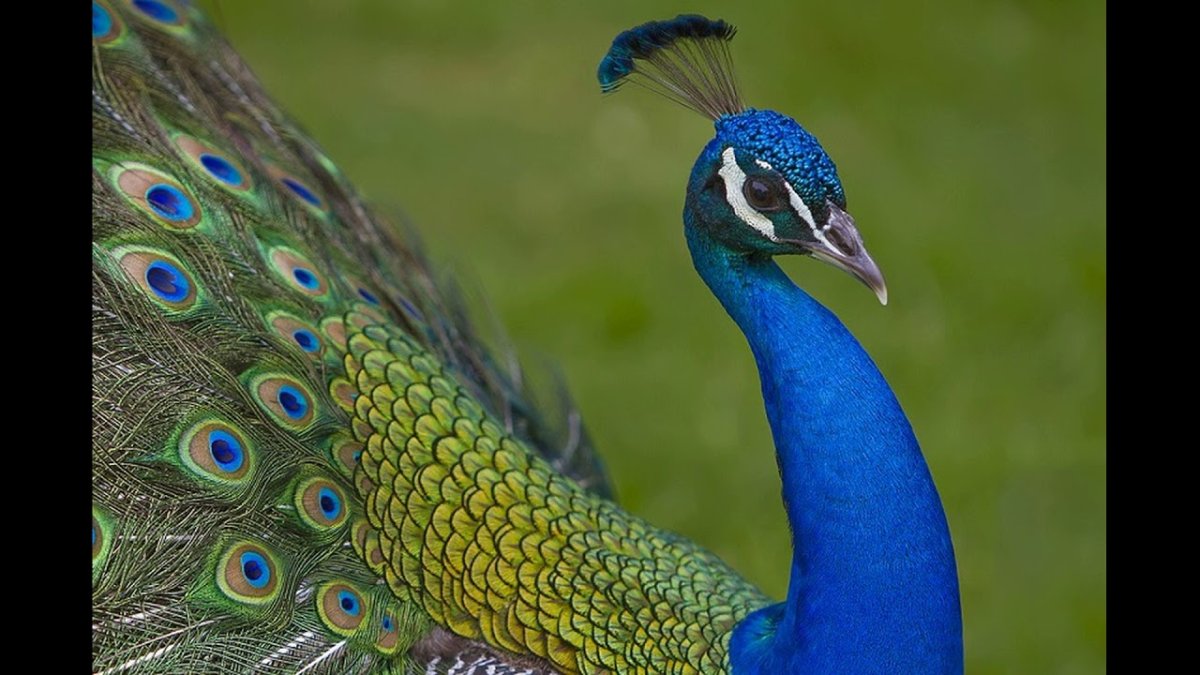 Обыкновенный Павлин