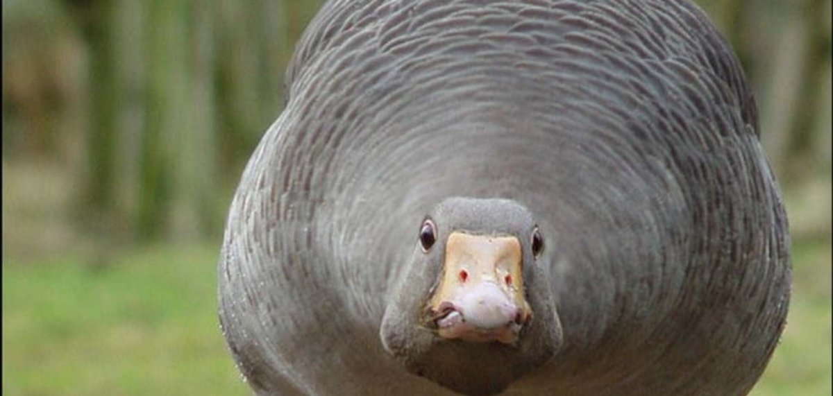 Жирный Гусь