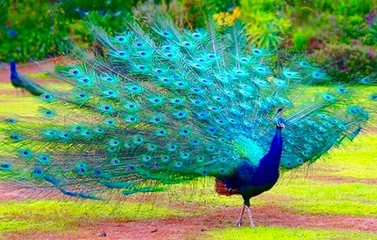 Павлины мавлины