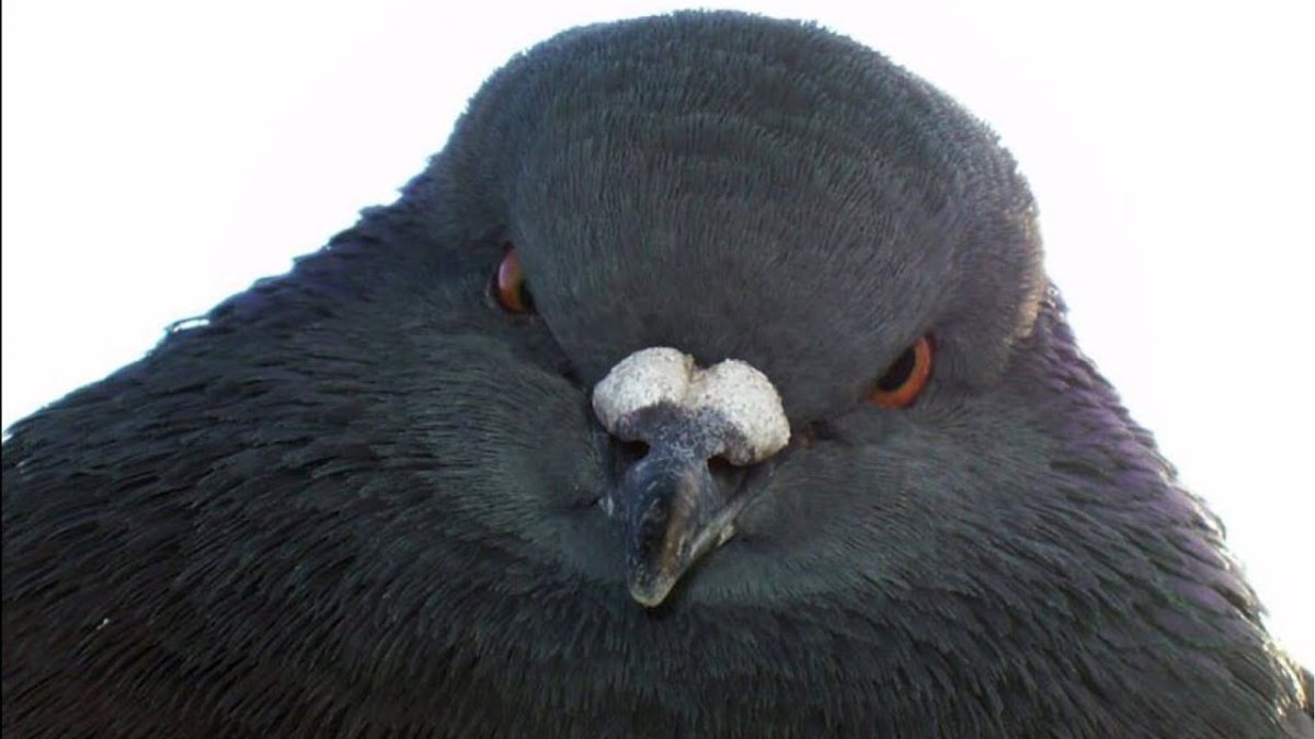 Голубь Аркадий