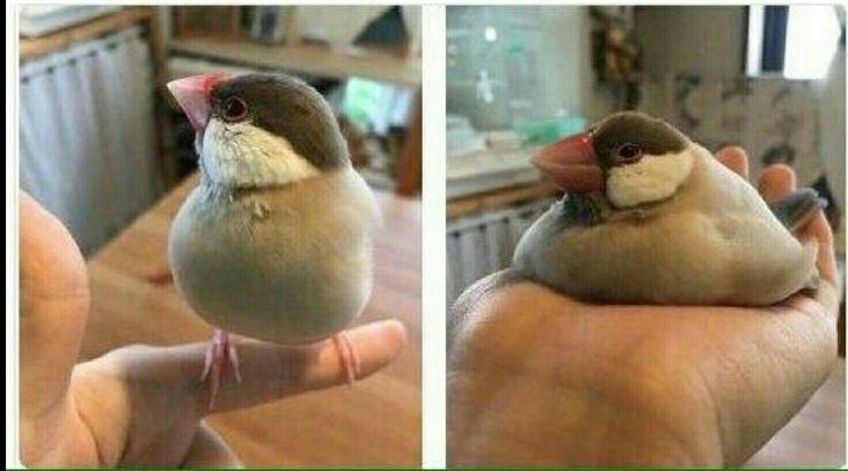 Жирная птичка