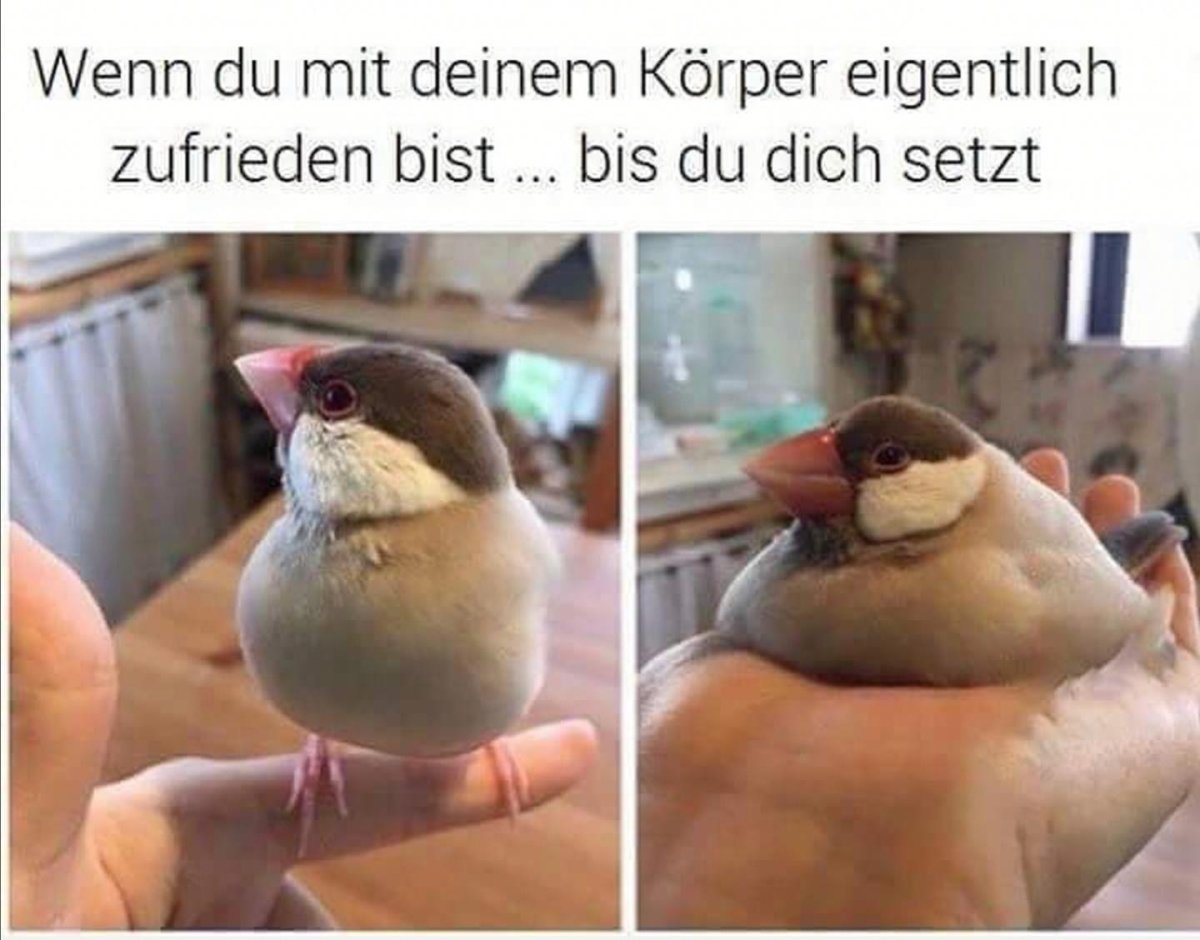 Funny Pink Bird pictures meme