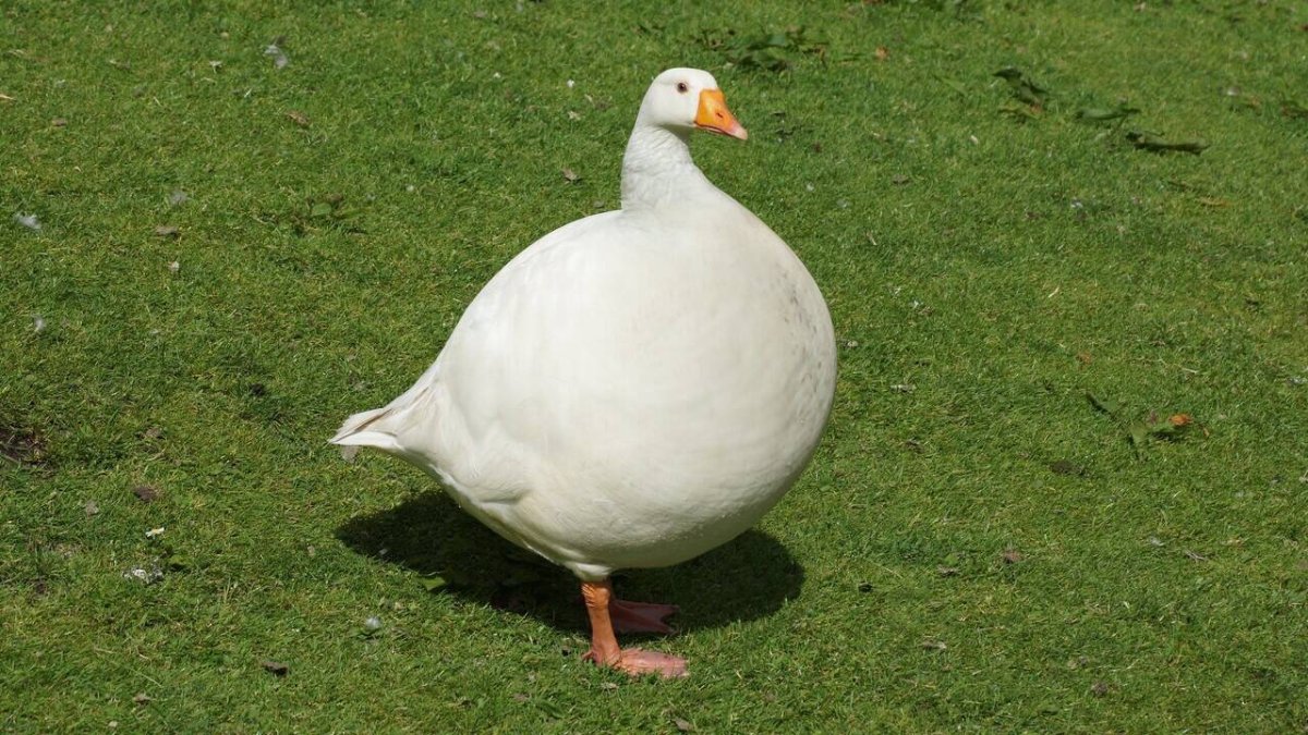 Накаченный Гусь
