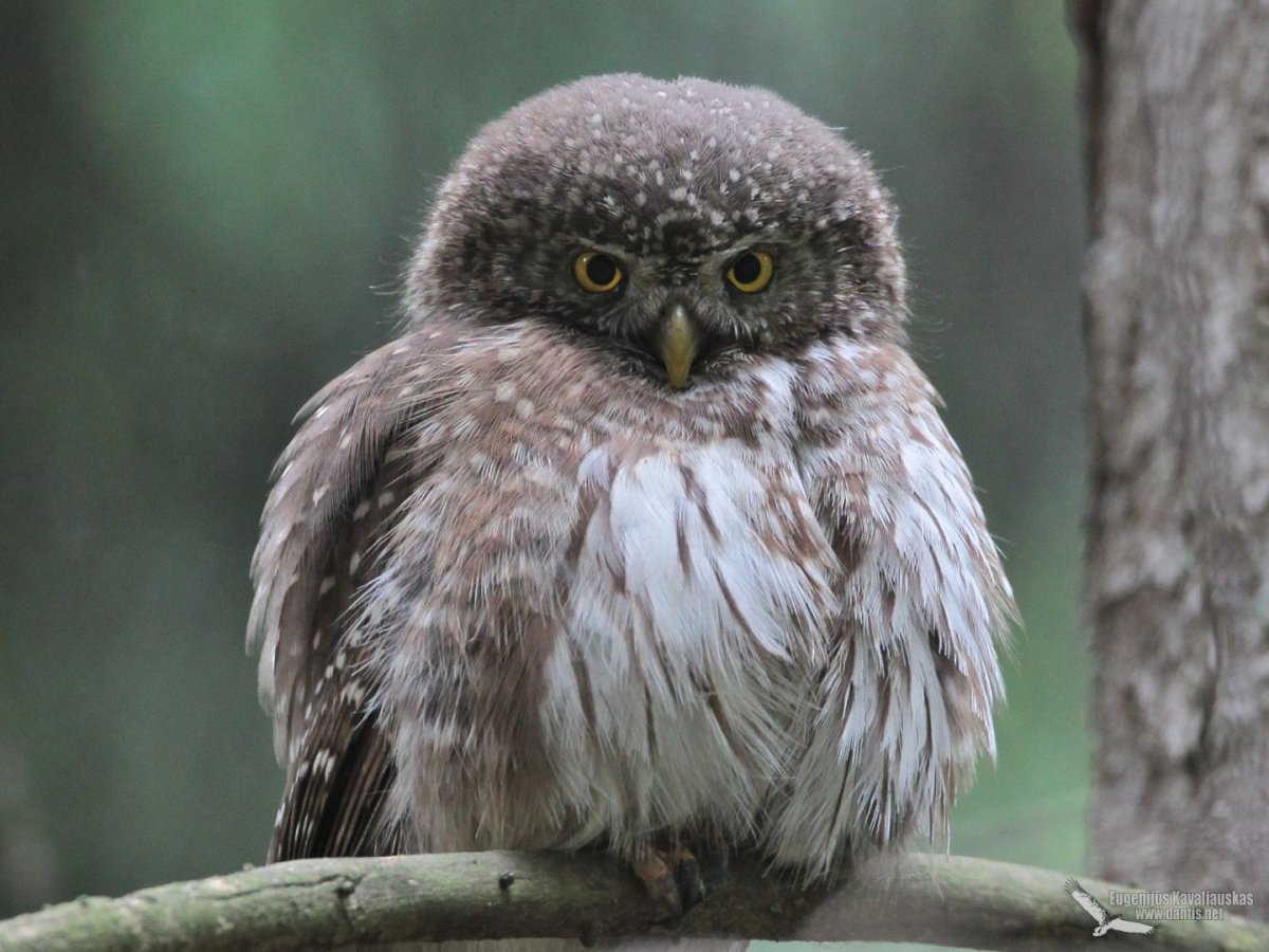 Толстый Филин