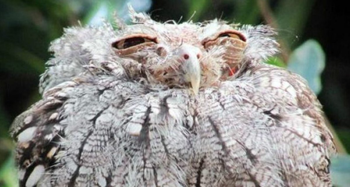 Толстый Филин