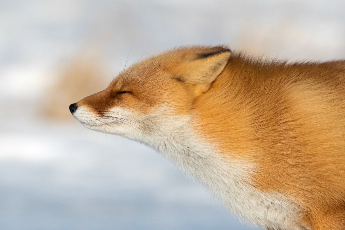 Нос Лисенка