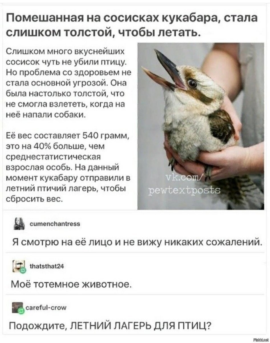 Кукабарра сосиски