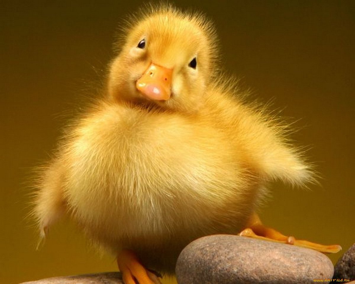 Красивые утята