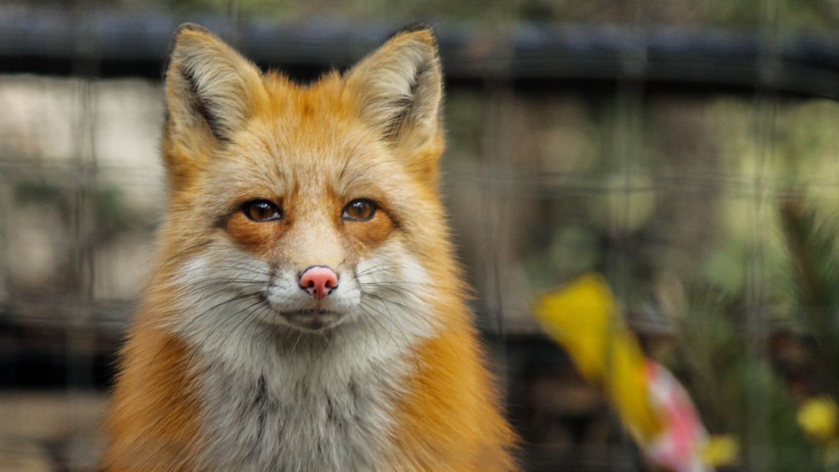 Милая мордочка лисы