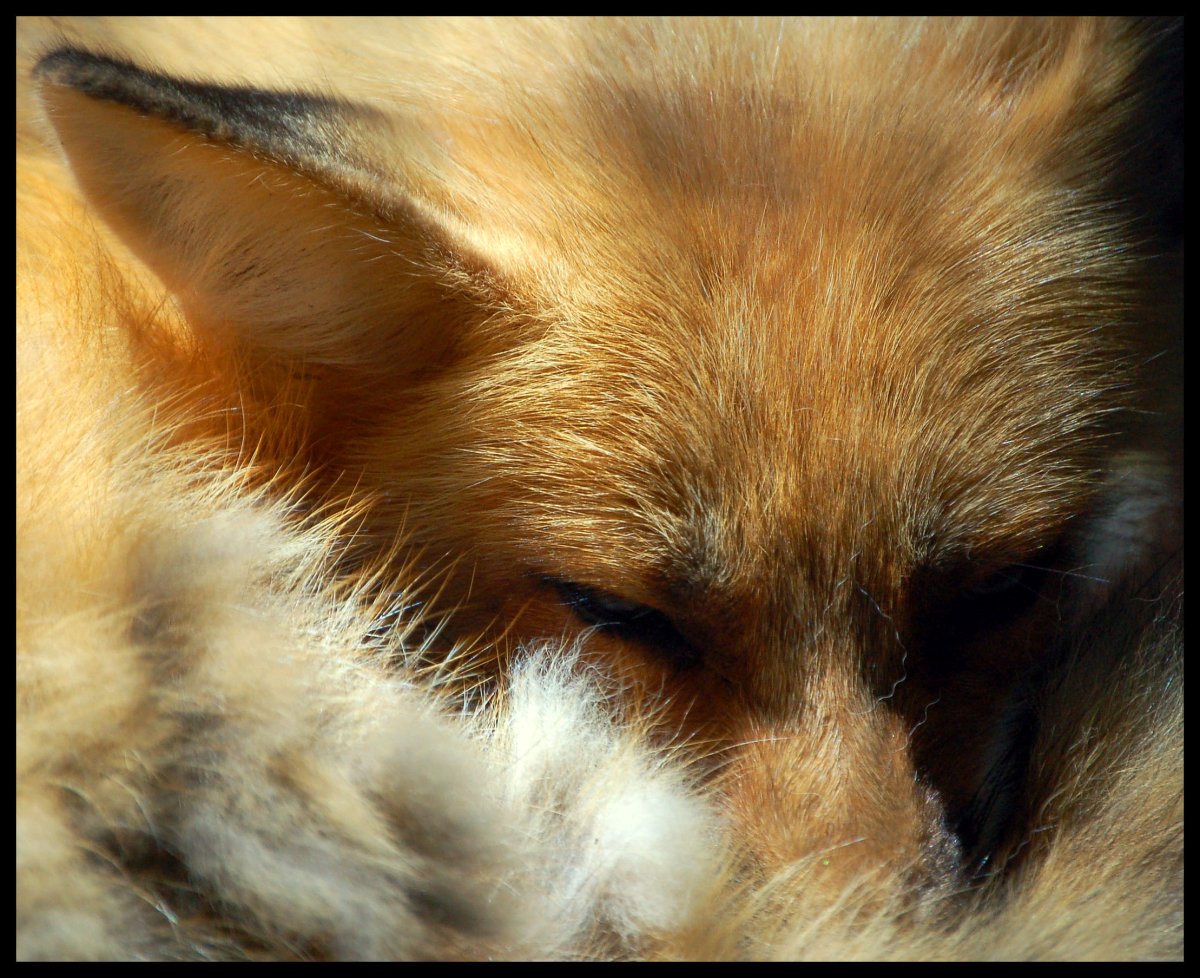 Нос лисички