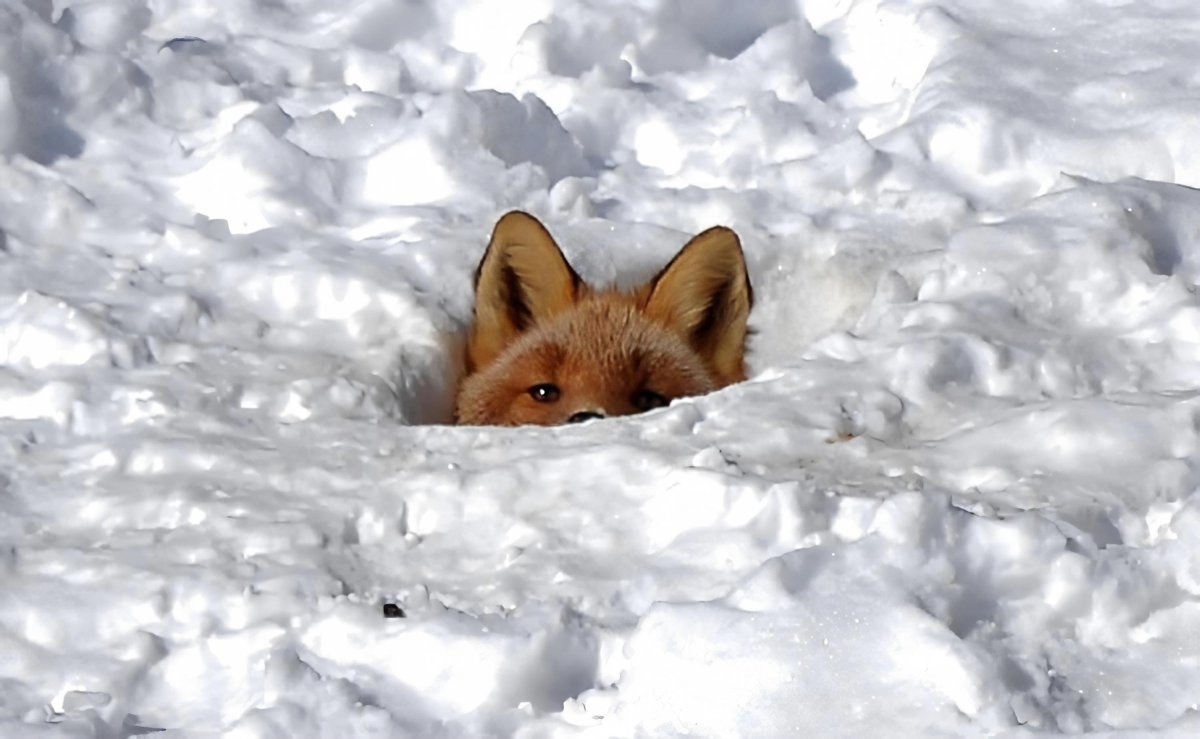 Лиса спряталась