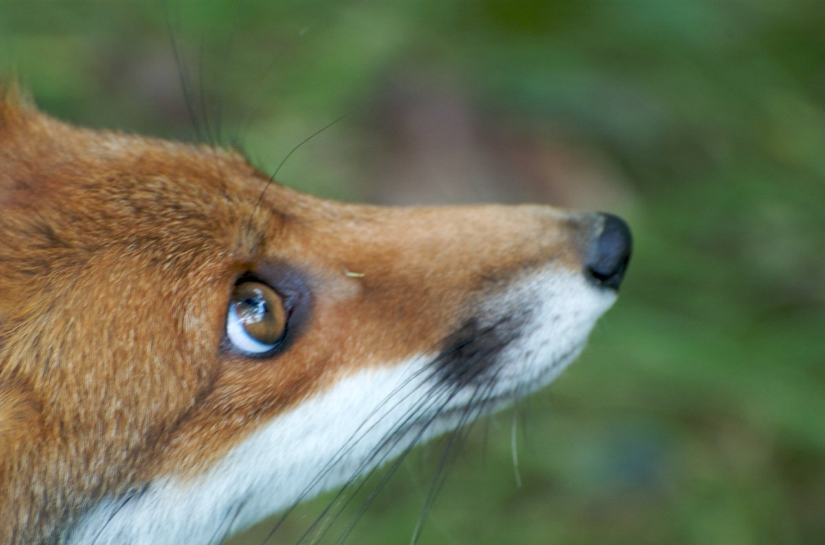 Глаза лисы фото