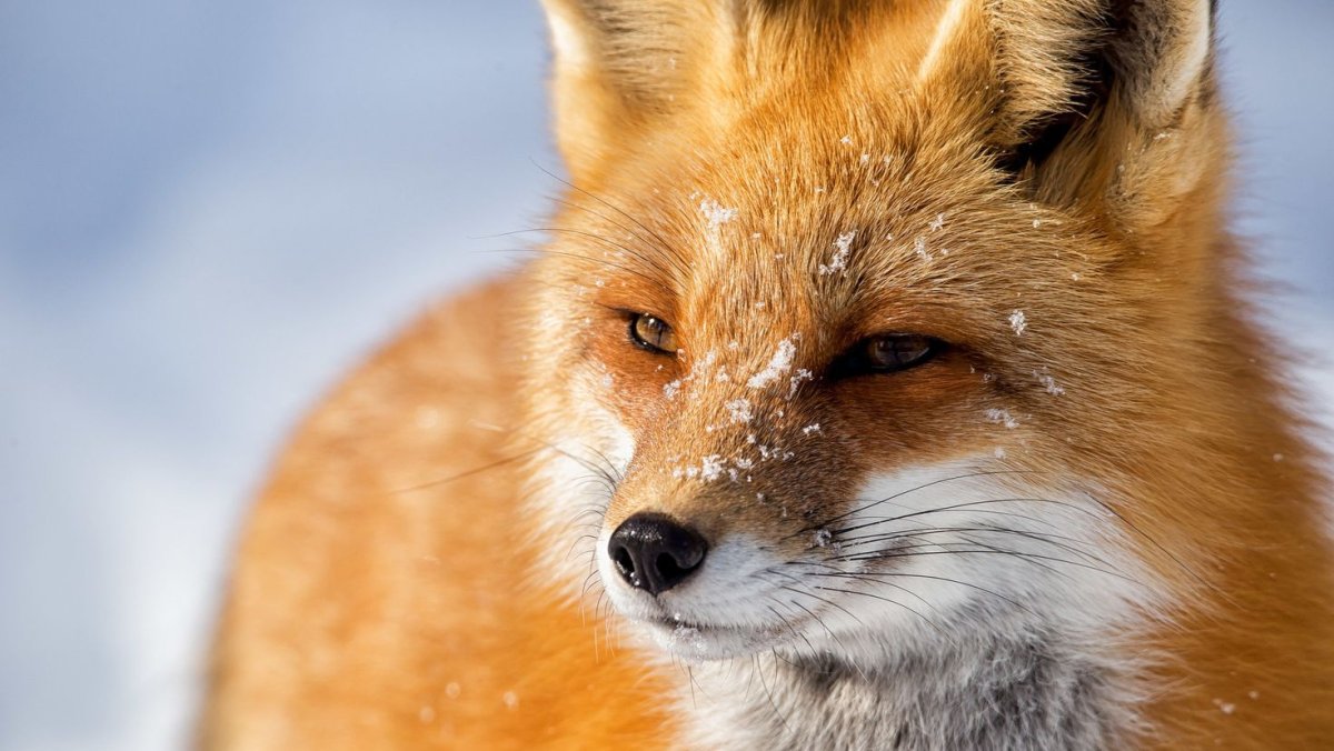 Лиса обыкновенная морда