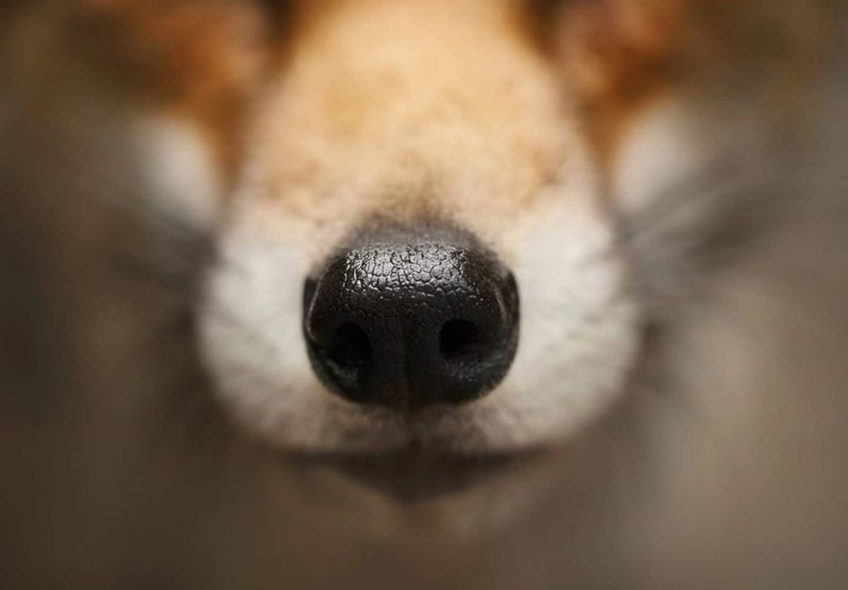 Лисий нос лиса