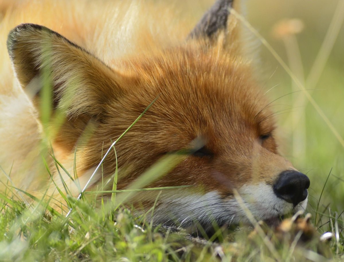 Старая лиса