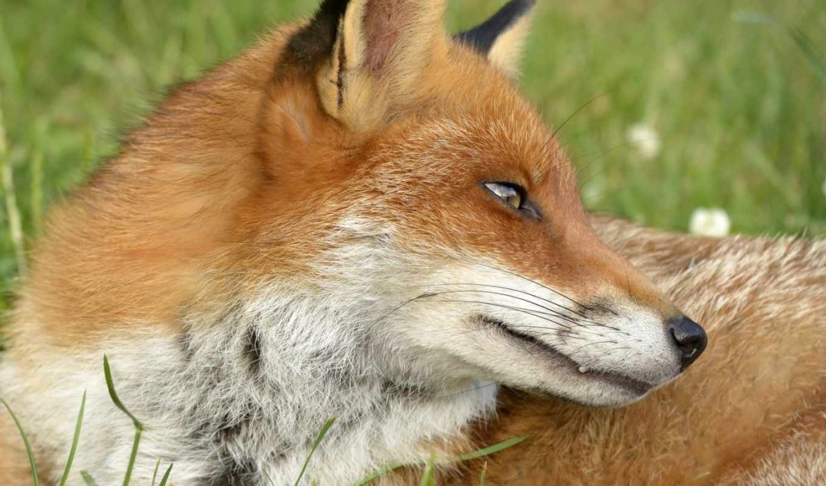 Хитрая лиса