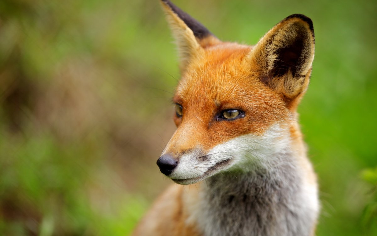 Лиса в профиль