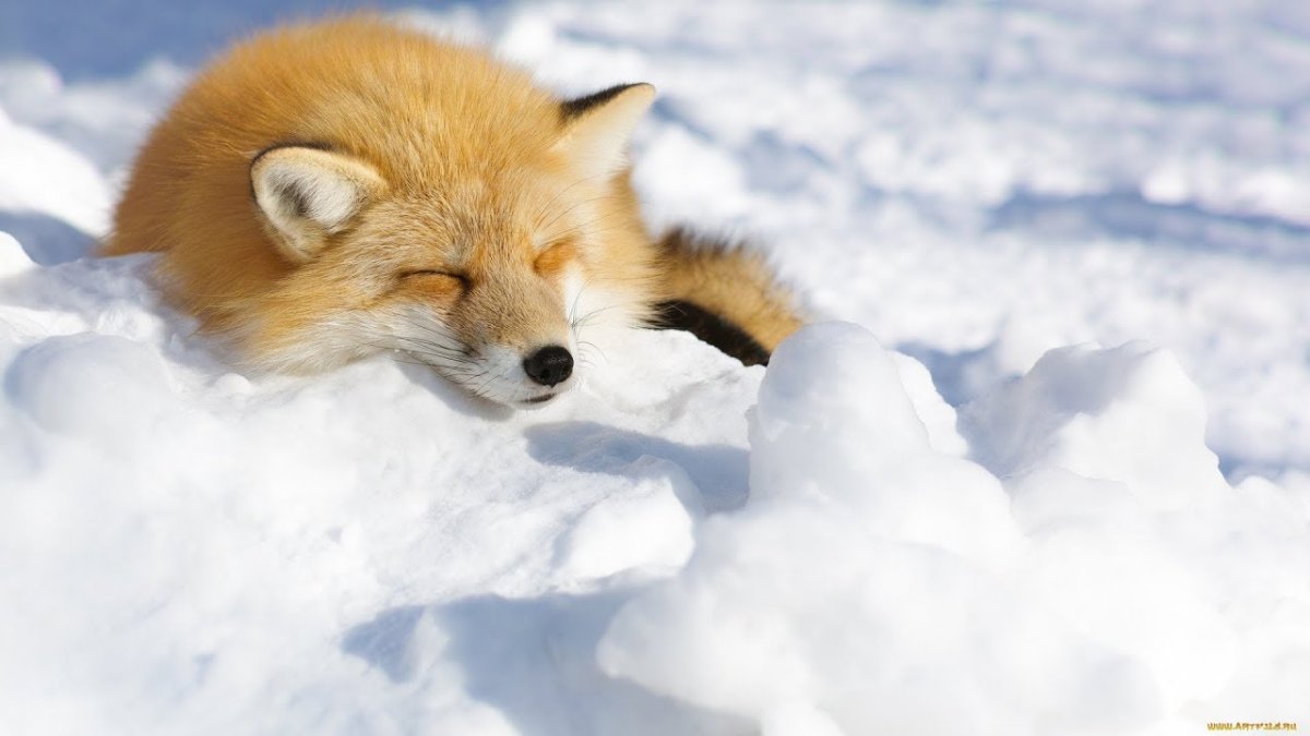 Лиса носом в снег