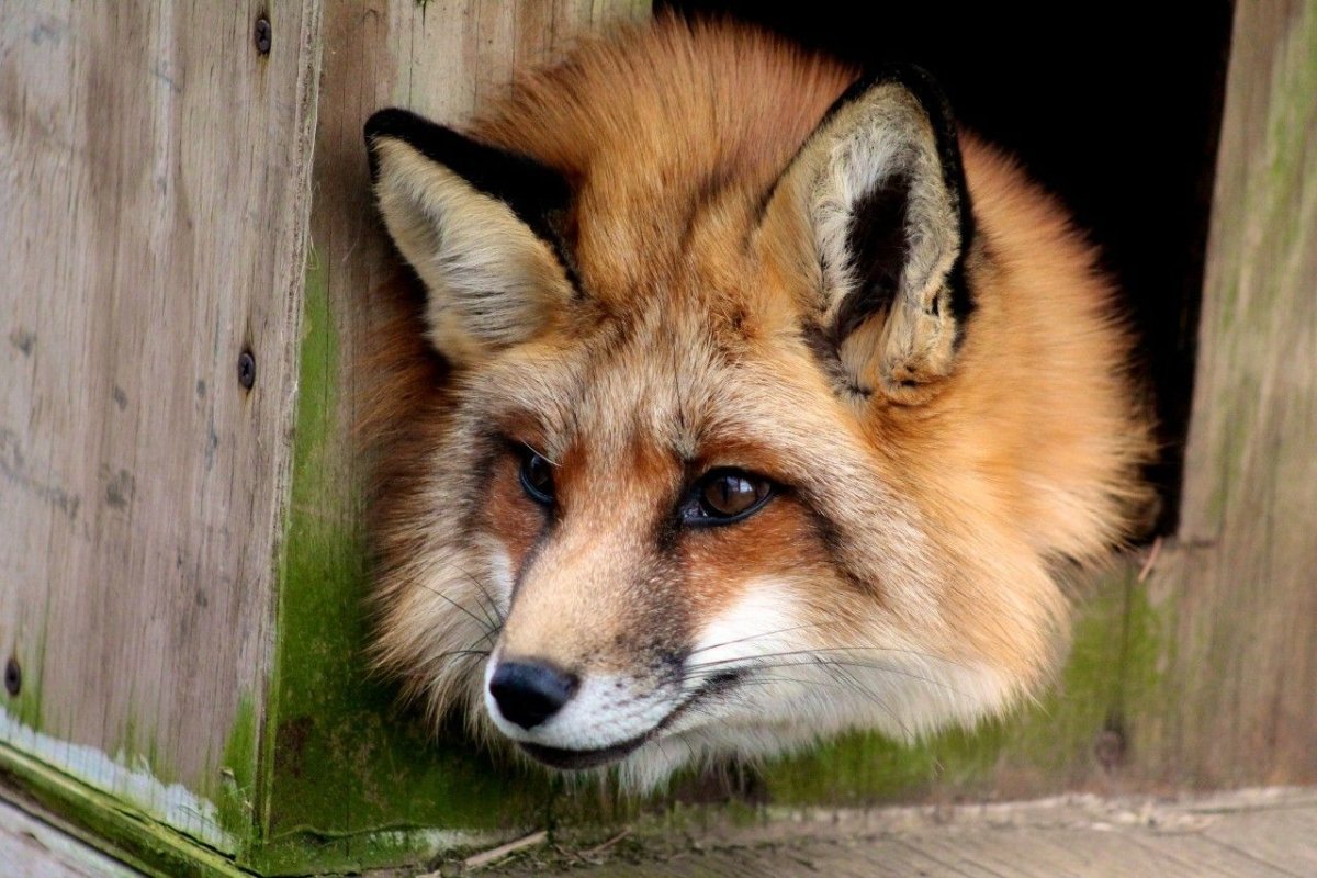 Голова лисы