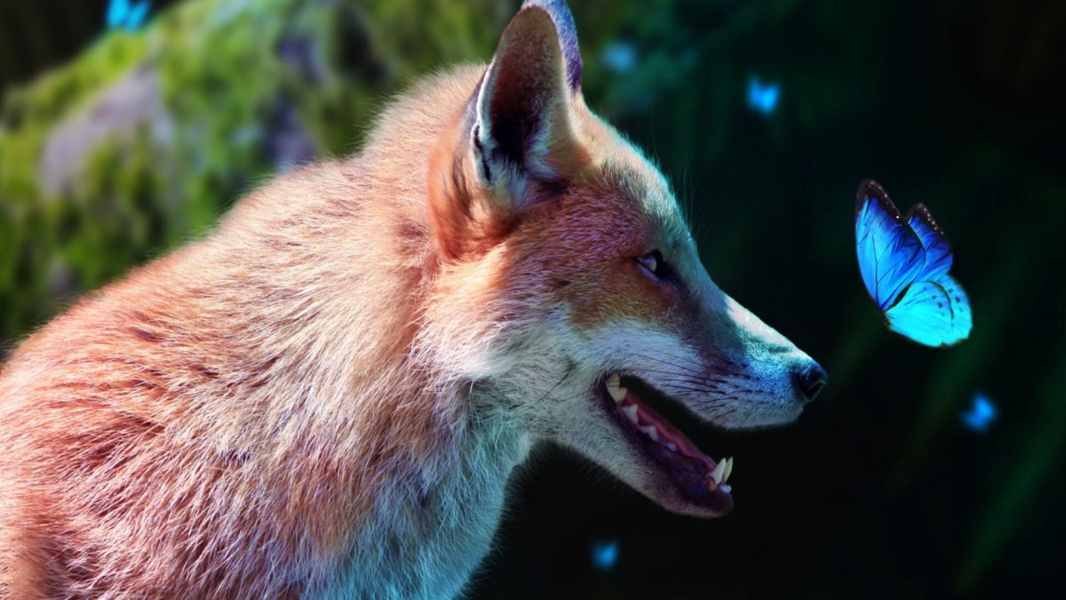 Лиса с голубыми глазами