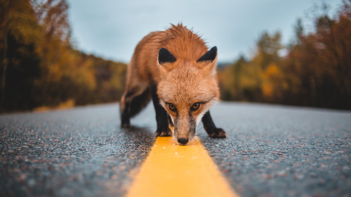 Лиса на дороге