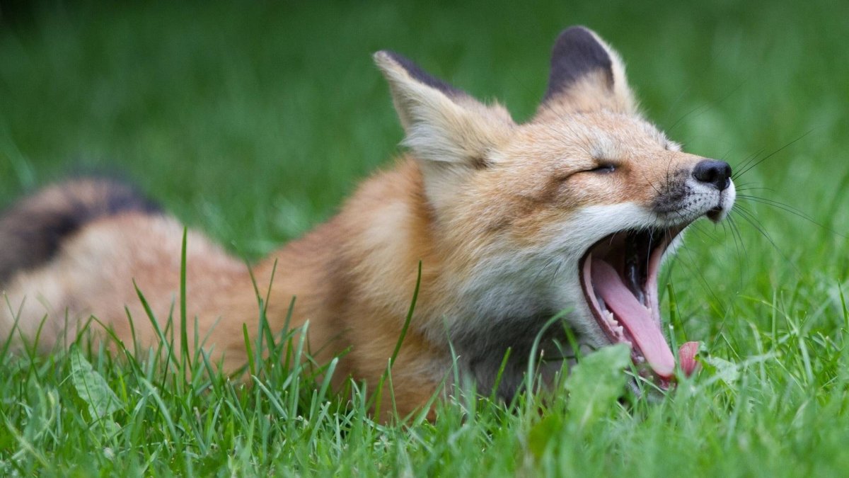 Лиса зевает