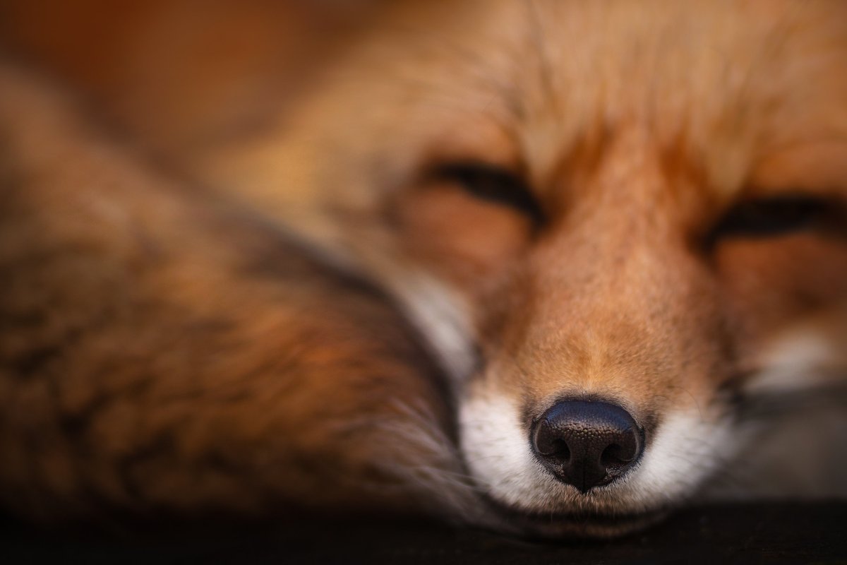 Ян Лис обои