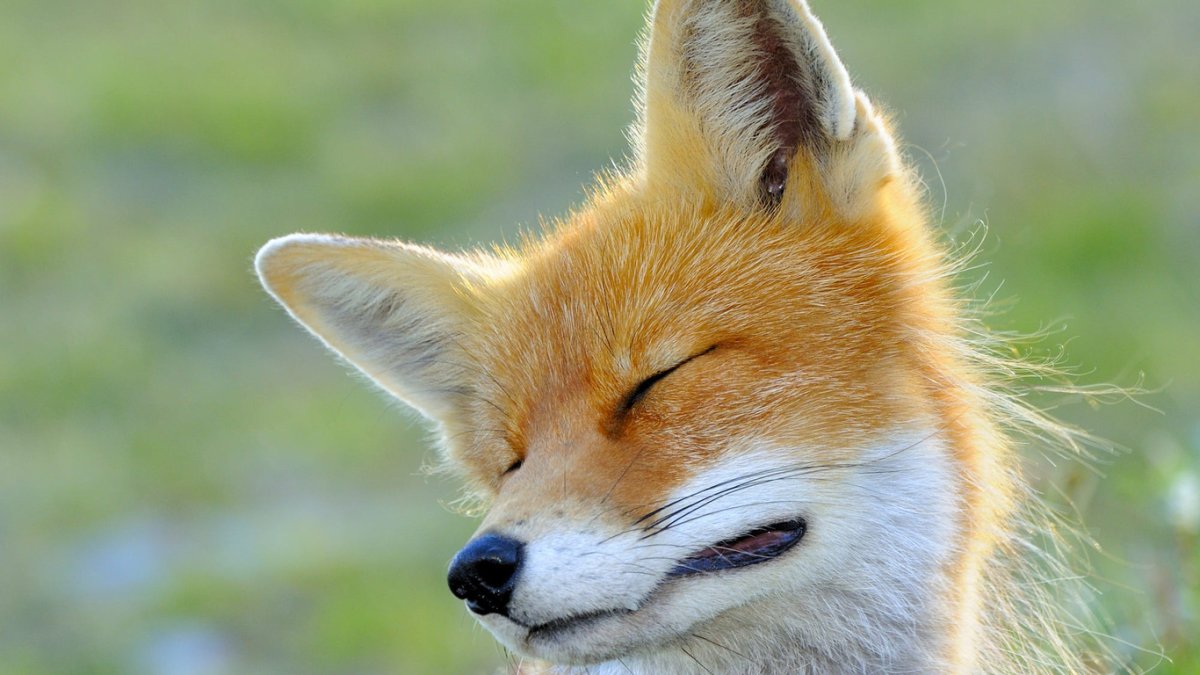 Лиса с закрытыми глазами