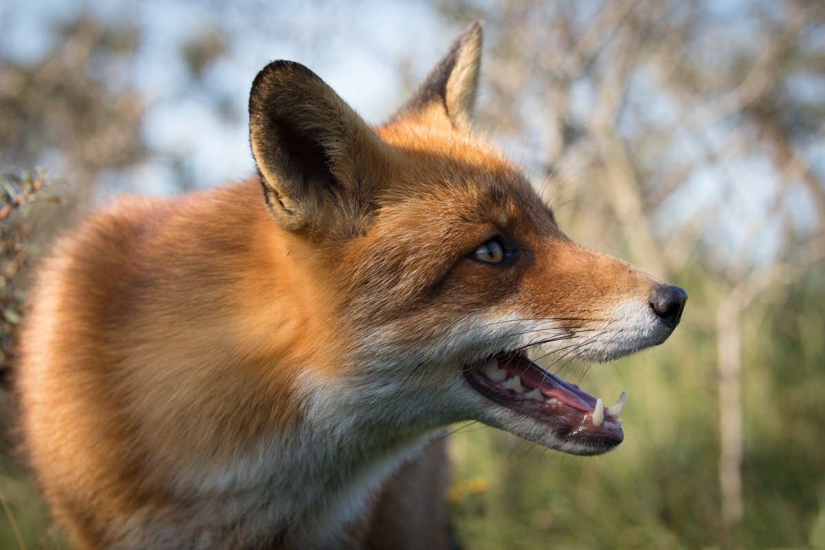 Лиса морда профиль