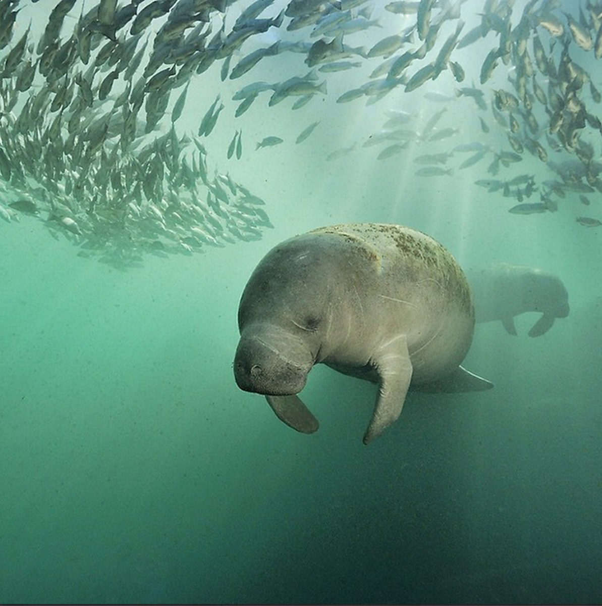 Дюгонь морская корова