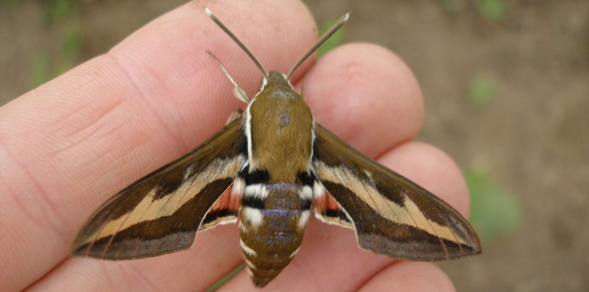 Бражник подмаренниковый бабочка