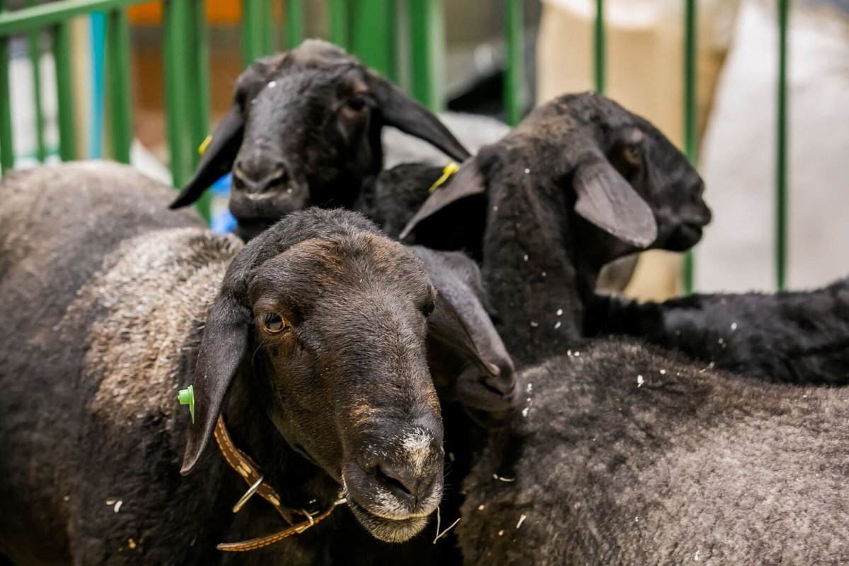 Мурсия Гранада козы