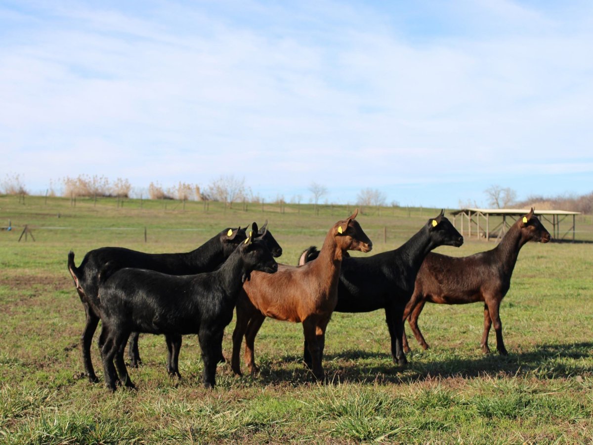 Малагуэнья порода коз козлята