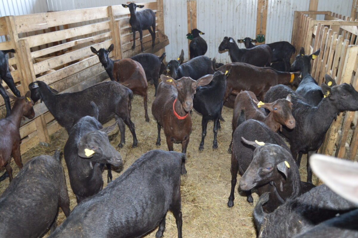 Козы породы Мурсия-Гранада