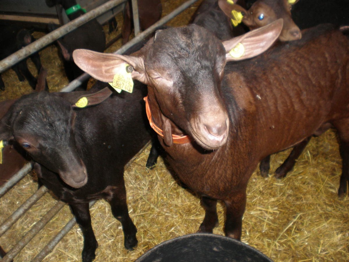 Мурсиана Гранадина